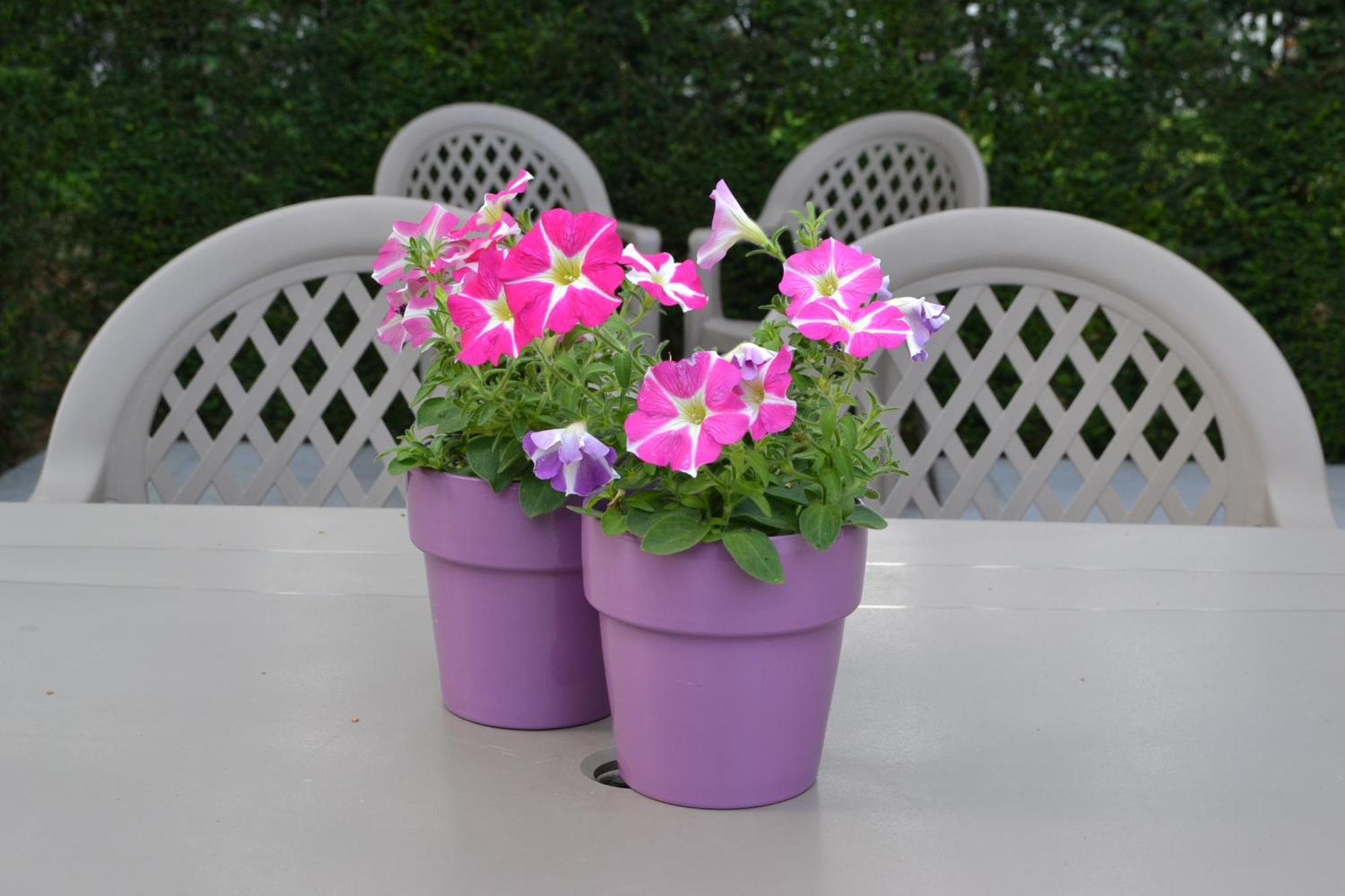 B&B Lobelia-Brugge 외부 사진